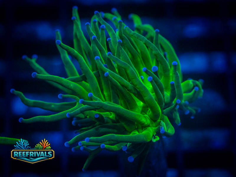 Blue Tipped Holy Grail Torch coral image from ReefRivals, listed as Euphyllia glabrescens and Torches