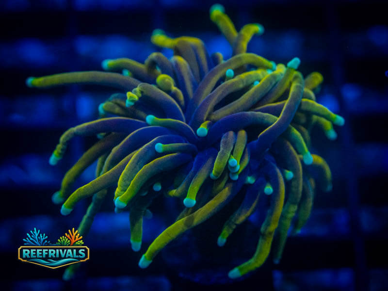 CC 21 Tails Torch coral image from ReefRivals, listed as Euphyllia glabrescens and Torches