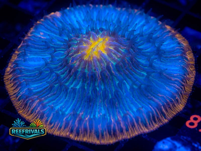 WWC Alien Invasion Fungia coral image from ReefRivals, listed as Fungia sp. and LPS Fleshy