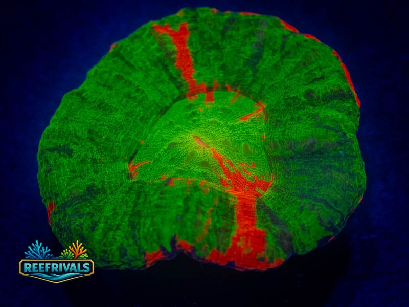 WWC Bleeding Apple Scoly coral image from ReefRivals, listed as Homophyllia sp. and LPS Fleshy