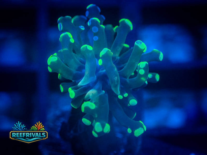 RVL Neon Splatter Frammer (Low Inventory!!) WYSIWYG coral image | ReefRivals RVL Neon Splatter Frammer (Low Inventory!!) coral image from ReefRivals, listed as Fimbriaphyllia ancora and Soft Coral