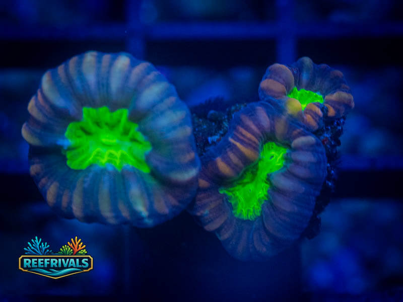 TG Star Mint Candy Cane coral image from ReefRivals, listed as Caulastrea sp. and LPS Branching