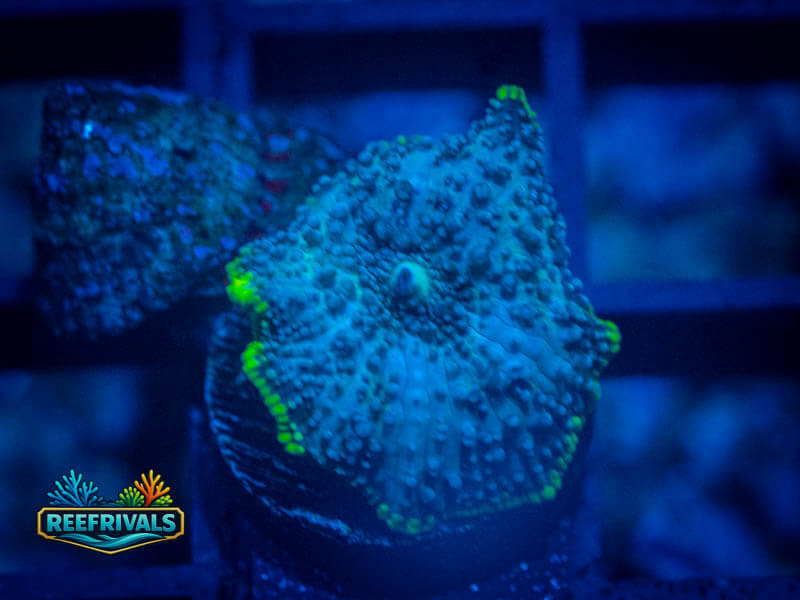 RVL Toxic Rim Mushroom coral image from ReefRivals, listed as Discosoma spp. and Mushrooms
