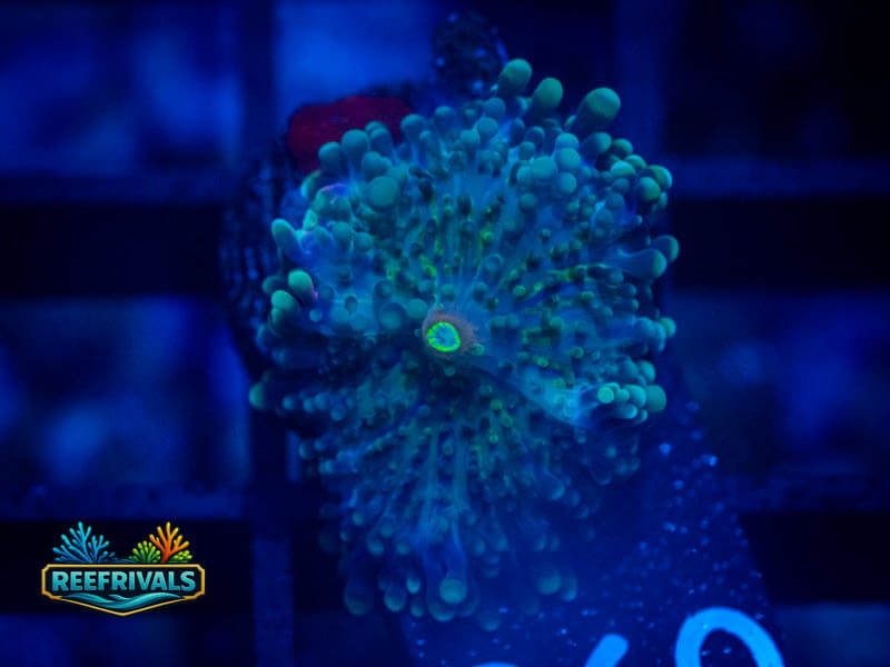CA Ultra Rainbow Yuma Mushroom coral image from ReefRivals, listed as Ricordea yuma and Mushrooms