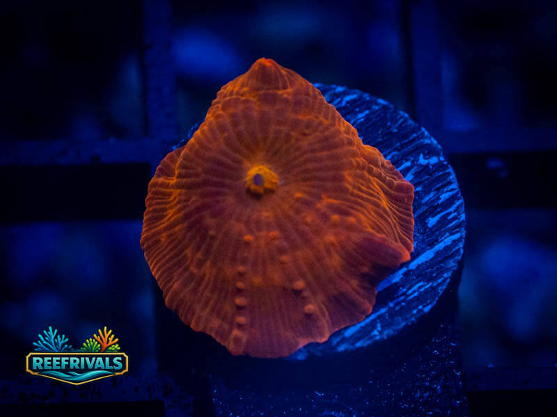 WWC King Tut Disco Mushroom WYSIWYG coral image | ReefRivals WWC King Tut Disco Mushroom coral image from ReefRivals, listed as Discosoma spp. and Mushrooms