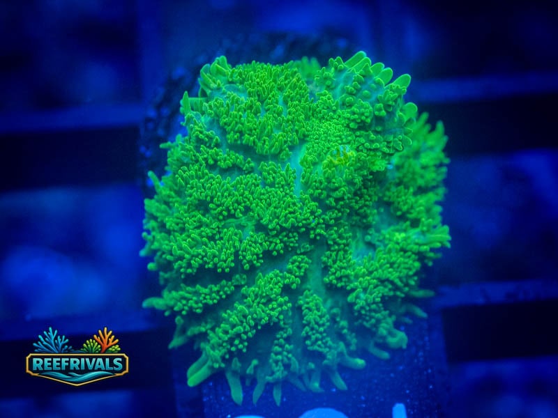 CA Aussie Green Rhodactis Mushroom coral image from ReefRivals, listed as Rhodactis spp. and Mushrooms