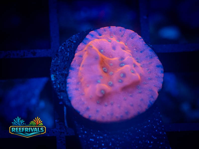 WWC Fire Mage Monti coral image from ReefRivals, listed as Montipora sp. and Montis