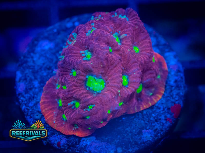 JF Sector 001 Favites coral image from ReefRivals, listed as Favites sp. and Favias