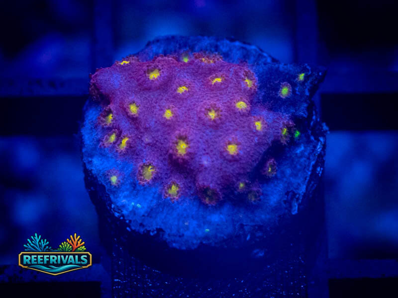 CB Bling Bling Cyphastrea coral image from ReefRivals, listed as Cyphastrea sp. and Encrusting
