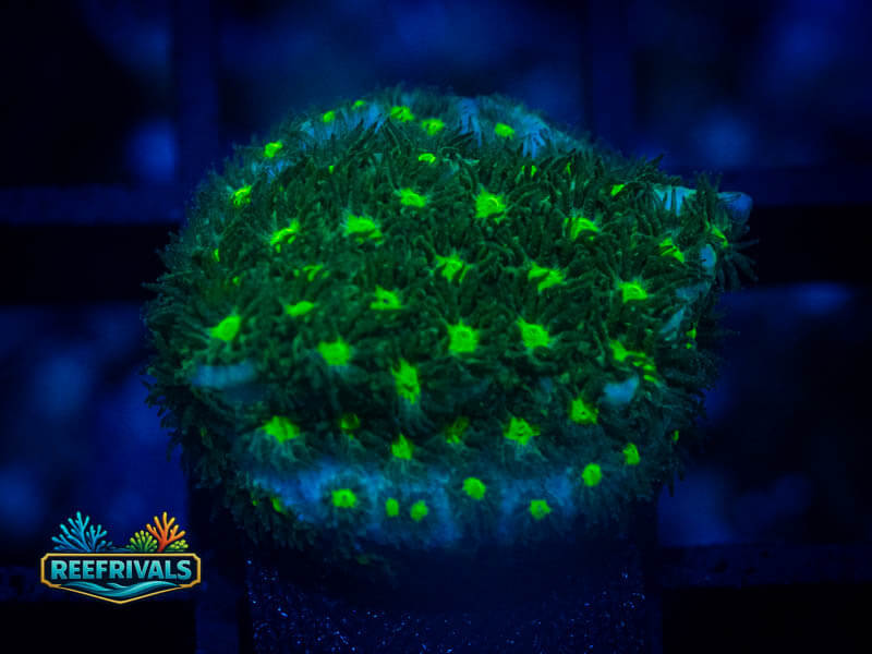 WWC She Hulk Leptastrea coral image from ReefRivals, listed as Leptastrea sp. and Encrusting