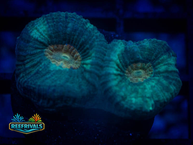 QCC Citrus Core Favia coral image from ReefRivals, listed as Favia sp. and Favias