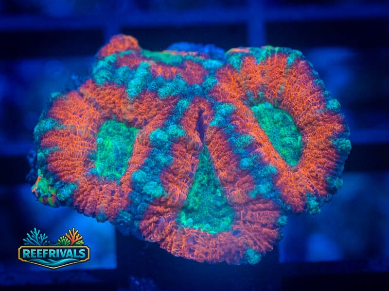 RVL Starstruck Acan coral image from ReefRivals, listed as Micromussa sp. and Acans