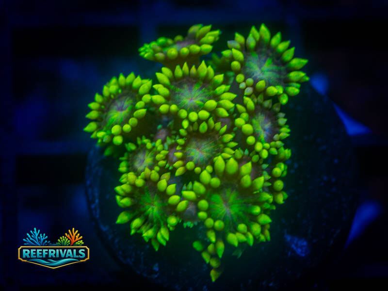 RS Super Sunflower Goni coral image from ReefRivals, listed as Goniopora sp. and Gonis