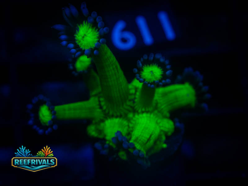 WWC Shadow Flame Goni coral image from ReefRivals, listed as Goniopora sp. and Gonis