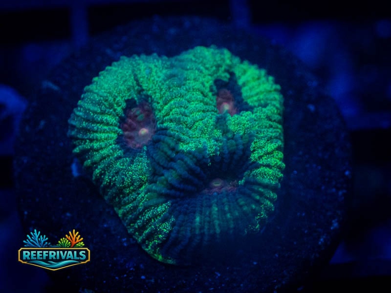 TSA Anitvenom Favia coral image from ReefRivals, listed as Favia sp. and Favias