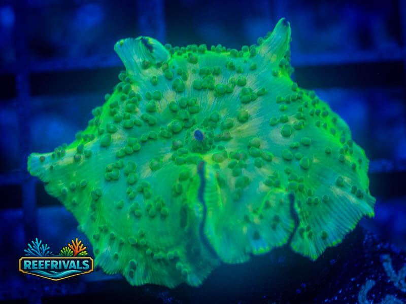 RVL Slime Marbled Mushroom coral image from ReefRivals, listed as Discosoma spp. and Mushrooms
