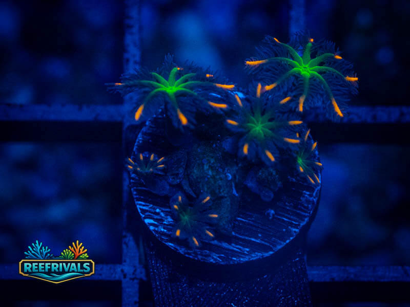 TSA Firework Clove Polyps WYSIWYG coral image | ReefRivals TSA Firework Clove Polyps coral image from ReefRivals, listed as Clavularia sp. and Soft Coral