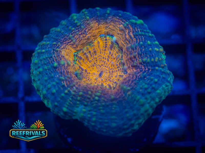 RVL Orange Rainbow Lobo coral image from ReefRivals, listed as Lobophyllia sp. and LPS Fleshy