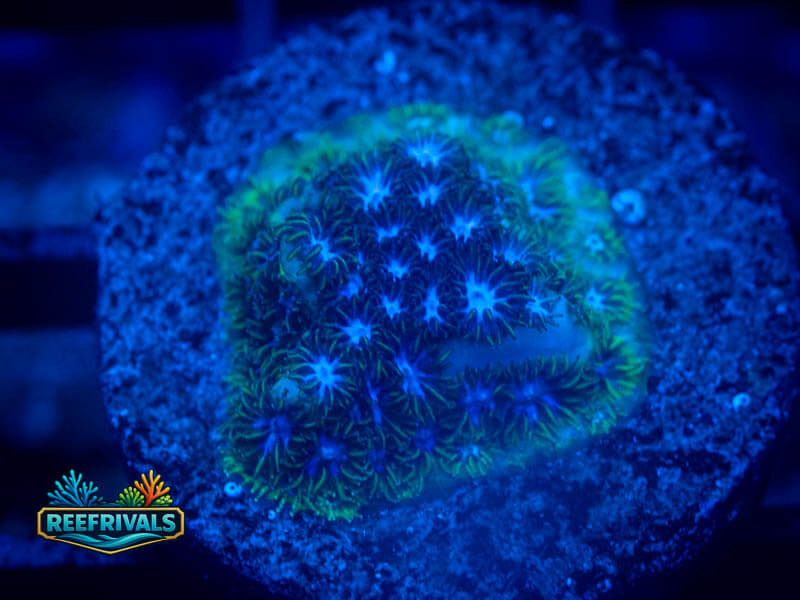 TRG Blueberry Fields Leptastrea coral image from ReefRivals, listed as Leptastrea sp. and Encrusting
