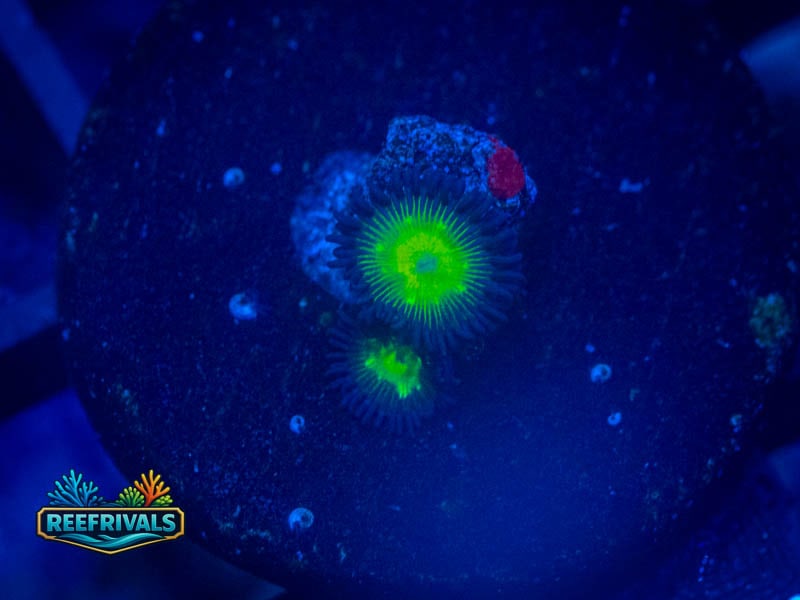 TSA Alien Egg Zoa WYSIWYG coral image | ReefRivals TSA Alien Egg Zoa coral image from ReefRivals, listed as Zoanthus sp. and Zoas