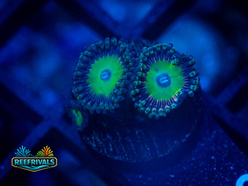 RS Blasphemy Zoa coral image from ReefRivals, listed as Zoanthus sp. and Zoas