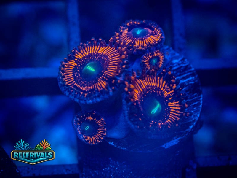 WWC Barlog Zoa coral image from ReefRivals, listed as Zoanthus sp. and Zoas