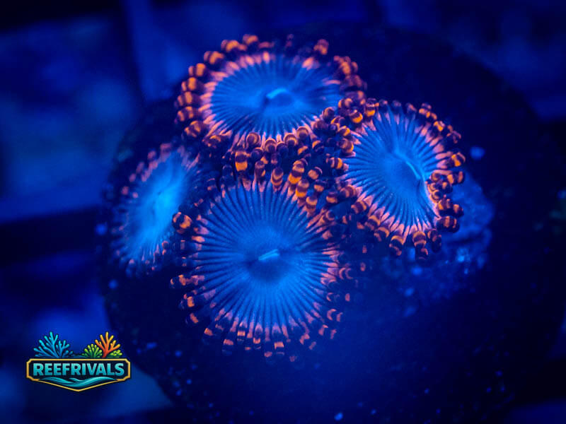 ECC Spiderman Zoa coral image from ReefRivals, listed as Zoanthus sp. and Zoas