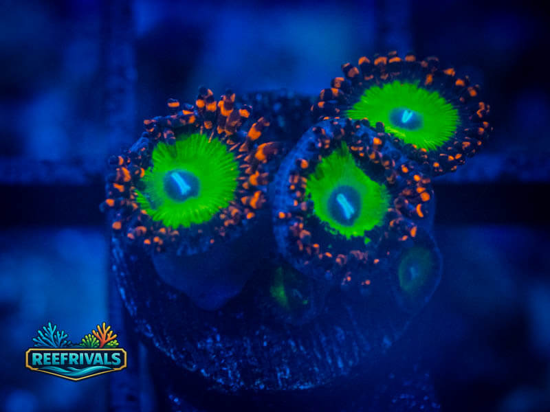 OG Bowzer Zoa coral image from ReefRivals, listed as Zoanthus sp. and Zoas