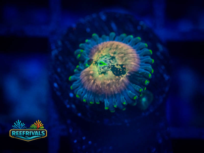ECC Hawaiian Ding Dang Zoa coral image from ReefRivals, listed as Zoanthus sp. and Zoas
