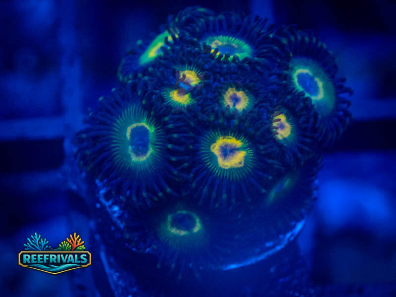 TSA Bob Marley Zoa coral image from ReefRivals, listed as Zoanthus sp. and Zoas