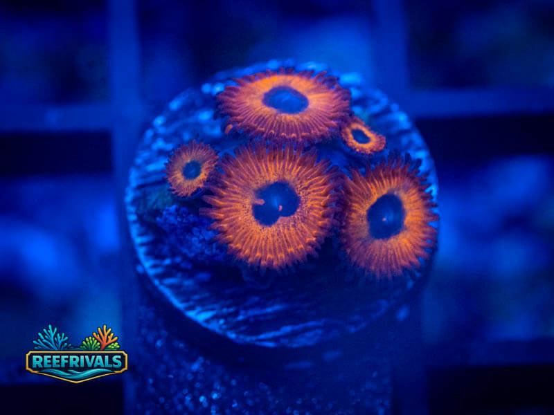 WWC Red Bull Zoa coral image from ReefRivals, listed as Zoanthus sp. and Zoas