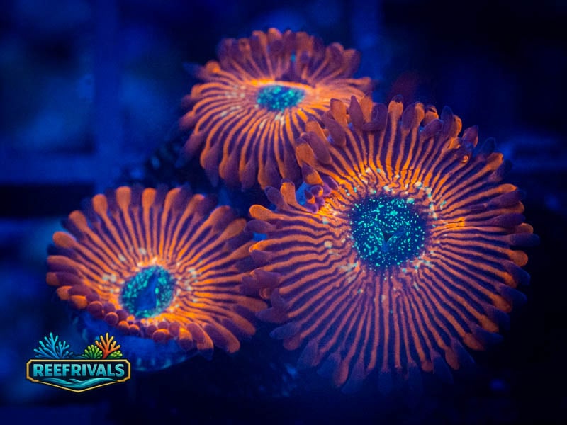 ECC Magician Zoa coral image from ReefRivals, listed as Zoanthus sp. and Zoas