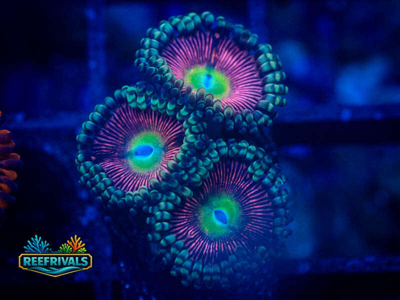 WWC Black Orchids Zoa coral image from ReefRivals, listed as Zoanthus sp. and Zoas