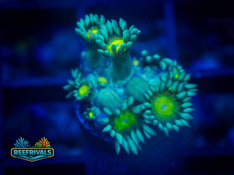WWC Lemonhead Goni WYSIWYG coral image | ReefRivals WWC Lemonhead Goni coral image from ReefRivals, listed as Goniopora sp. and Gonis