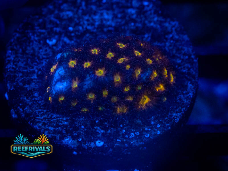 WWC Burning Leptastrea coral image from ReefRivals, listed as Leptastrea sp. and Encrusting