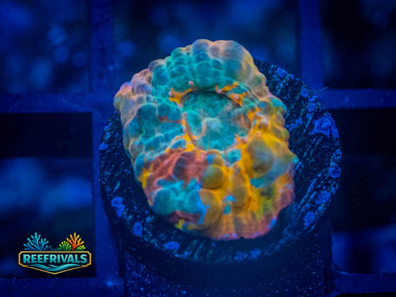 TG Nacho Cheese Chalice coral image from ReefRivals, listed as Echinophyllia sp. and Chalices