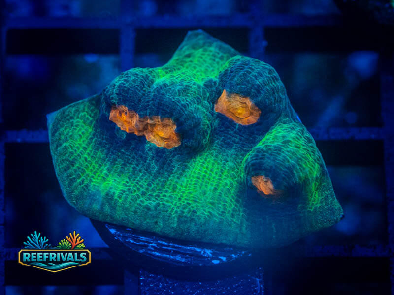 JF Raja Rampage Chalice coral image from ReefRivals, listed as Echinophyllia sp. and Chalices