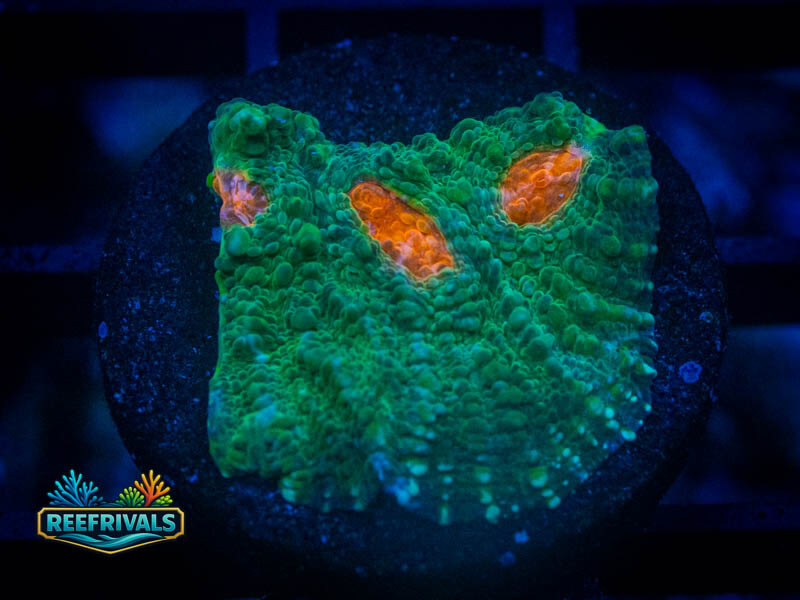 CC Pumpkin Head Chalice WYSIWYG coral image | ReefRivals CC Pumpkin Head Chalice coral image from ReefRivals, listed as Echinophyllia sp. and Chalices