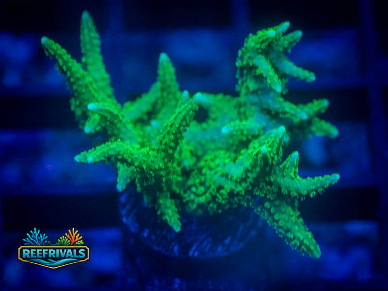 RVL Green Goblin Birdsnest coral image from ReefRivals, listed as Seriatopora sp. and SPS Branching