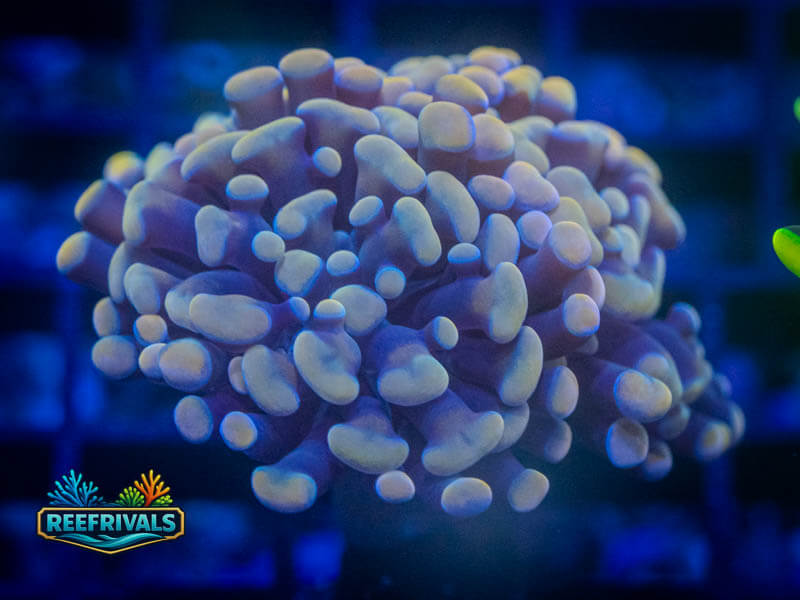 QCC Malaysian Orange Hammer coral image from ReefRivals, listed as Fimbriaphyllia ancora and Hammers