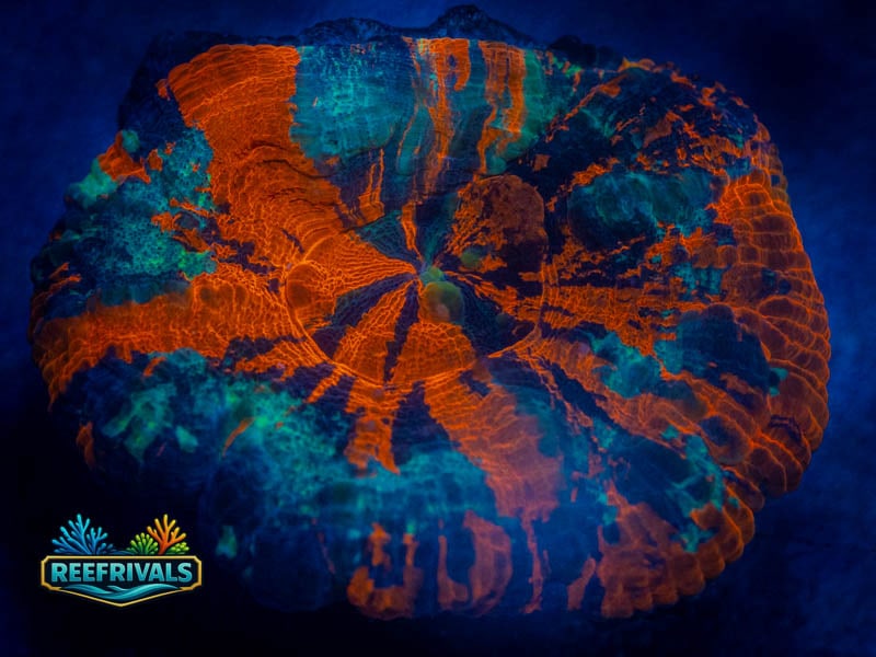 WWC Frosted Warpaint Scoly WYSIWYG coral image | ReefRivals WWC Frosted Warpaint Scoly coral image from ReefRivals, listed as Homophyllia sp. and LPS Fleshy