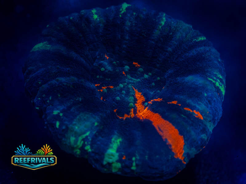RVL Reverse Warpaint Scoly coral image from ReefRivals, listed as Homophyllia sp. and LPS Fleshy