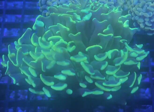 RVL Ultra Highlighter Hammer coral image from ReefRivals, listed as Fimbriaphyllia ancora and Hammers