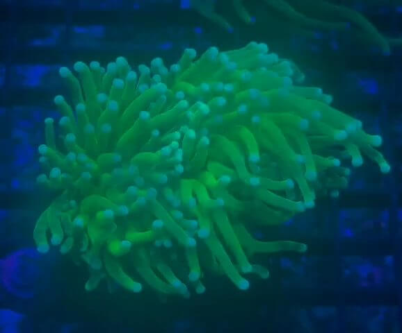 OG Holy Grail Torch WYSIWYG coral image | ReefRivals OG Holy Grail Torch coral image from ReefRivals, listed as Euphyllia glabrescens and Torches
