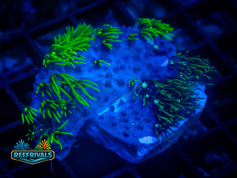 Combo GSP WYSIWYG coral image | ReefRivals Combo GSP coral image from ReefRivals, listed as Zoanthus sp. and Zoas