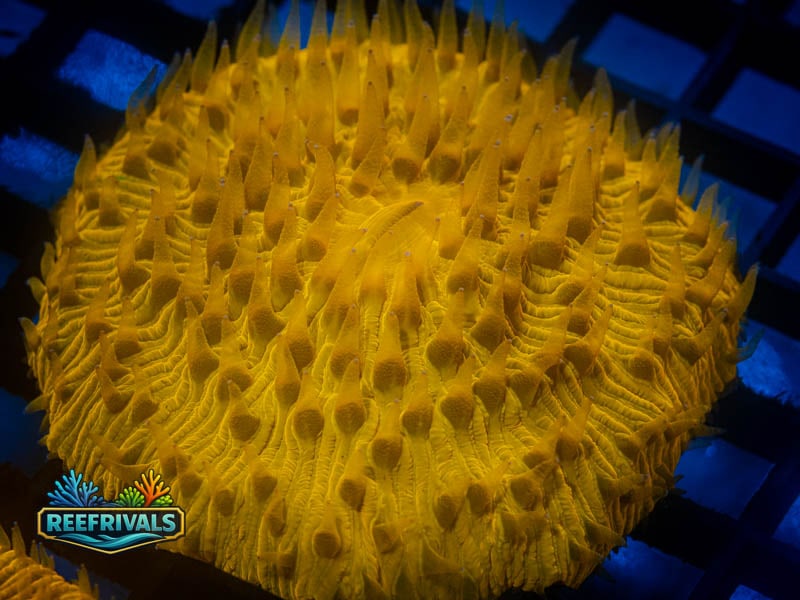 WWC Desert Oasis Plate WYSIWYG coral image | ReefRivals WWC Desert Oasis Plate coral image from ReefRivals, listed as Fungia sp. and LPS Fleshy