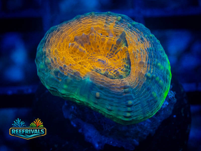 RVL Orange Rainobw Lobo coral image from ReefRivals, listed as Lobophyllia sp. and LPS Fleshy
