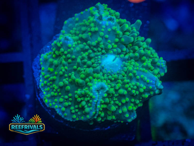 RVL Limeade Disco Mushroom coral image from ReefRivals, listed as Discosoma spp. and Mushrooms