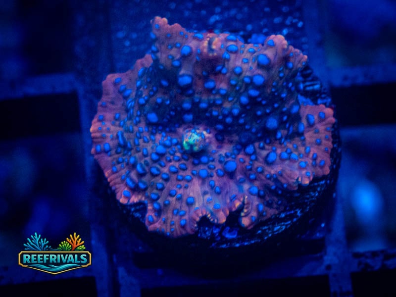 RVL Superman Discosoma Mushroom coral image from ReefRivals, listed as Discosoma spp. and Mushrooms