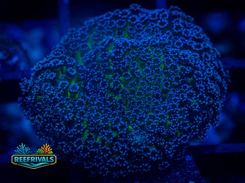 TSA Blueberry Stylo coral image from ReefRivals, listed as Stylophora sp. and LPS Fleshy